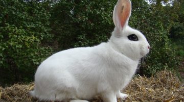 ماذا تأكل الأرانب في المنزل