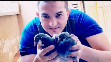 دراسة جدوى فنية لمشروع تربية الحمام البلدي ونصائح هامة لنجاح المشروع