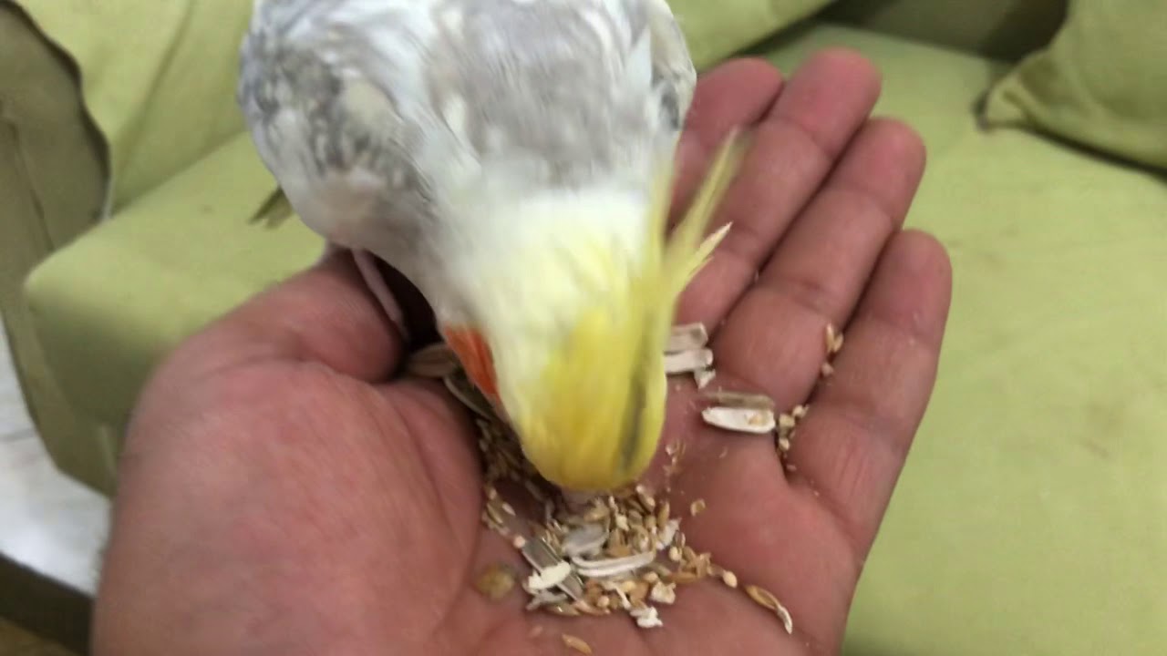 لماذا يصرخ طائر الكوكتيل