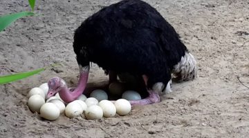 تفسير حلم بيض النعام في المنام