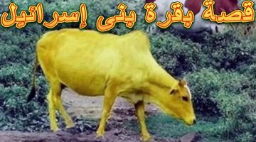 قصة بقرة بني إسرائيل