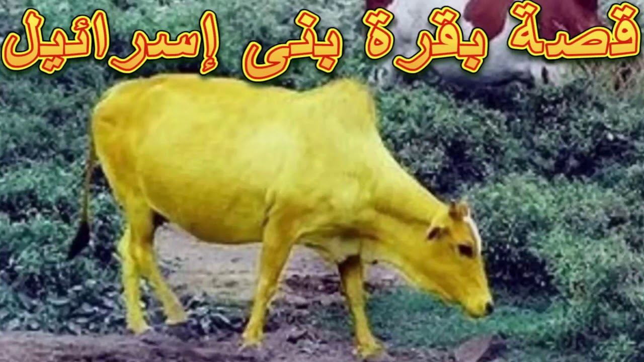 قصة بقرة بني إسرائيل