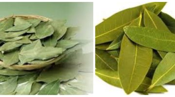 أضرار شرب ورق الغار