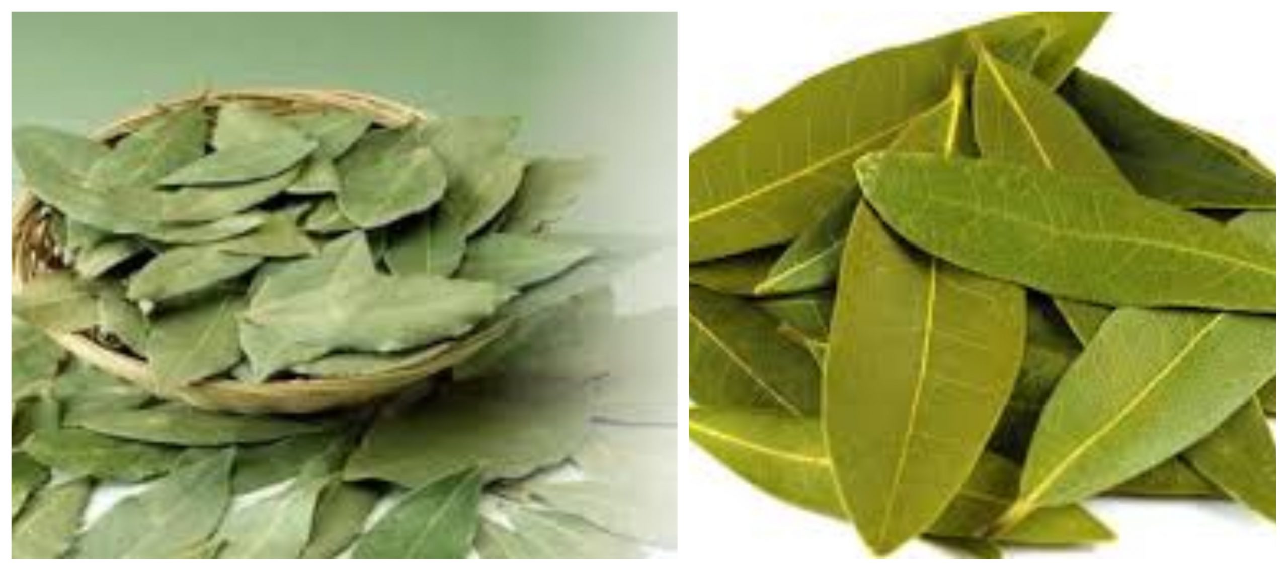 أضرار شرب ورق الغار