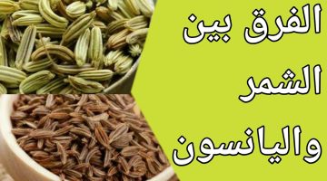 الفرق بين اليانسون والكمون والشمر بالصور