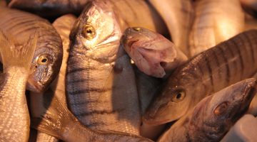 تربية الأسماك في أحواض اسمنتية