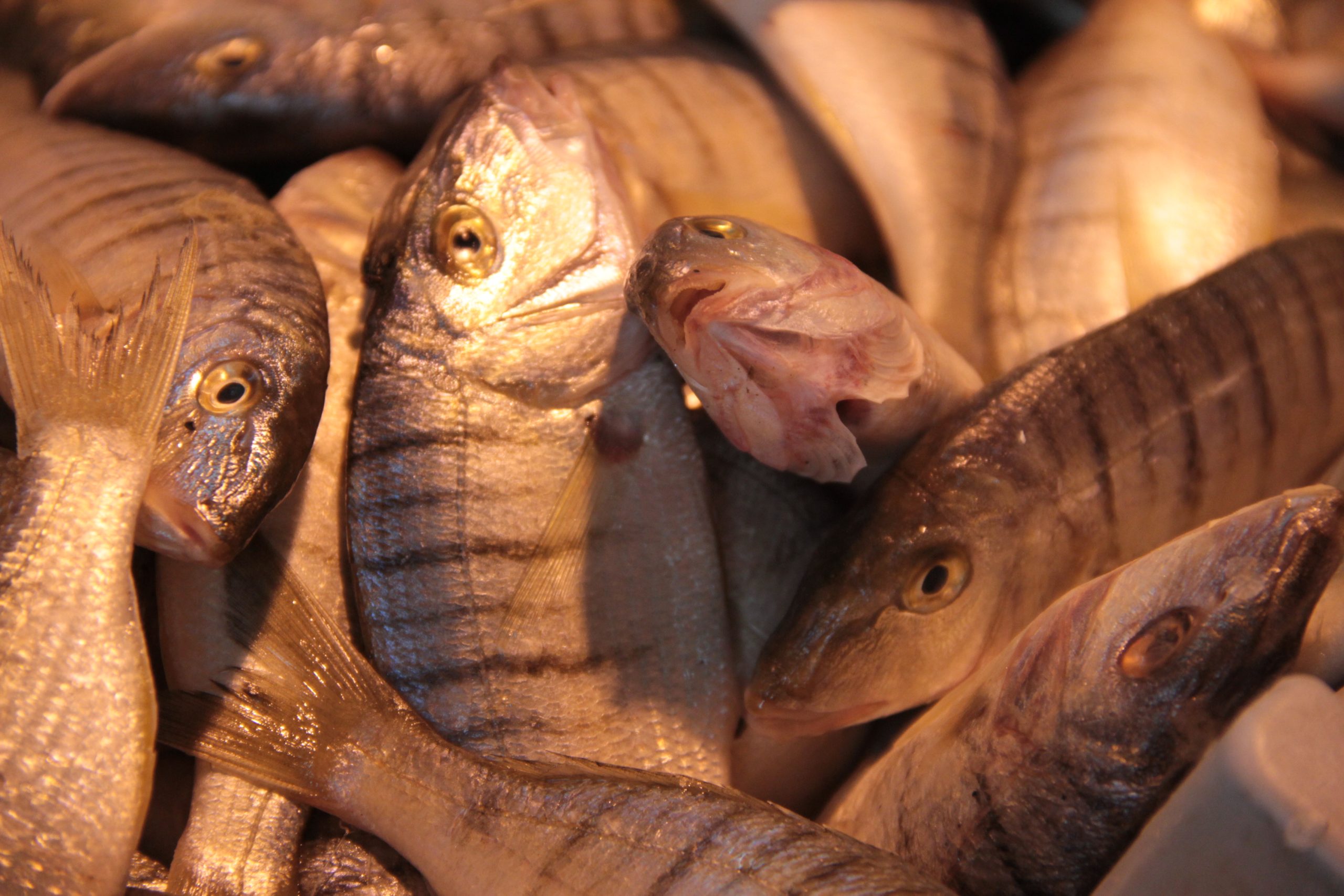 تربية الأسماك في أحواض اسمنتية