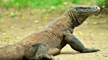 تفسير حلم رؤية الورل في المنام