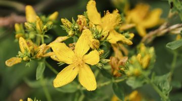 تجربتي مع عشبة القديسين وفوائدها المذهلة