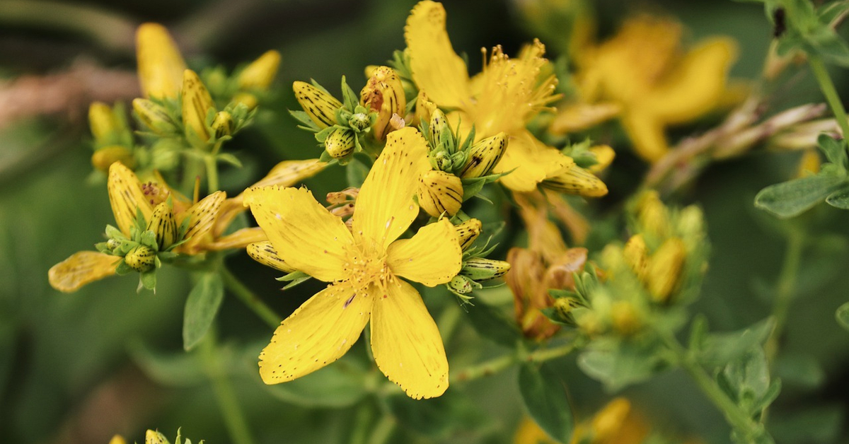تجربتي مع عشبة القديسين وفوائدها المذهلة