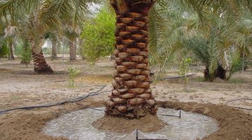 تفسير حلم قطف الرطب من النخلة