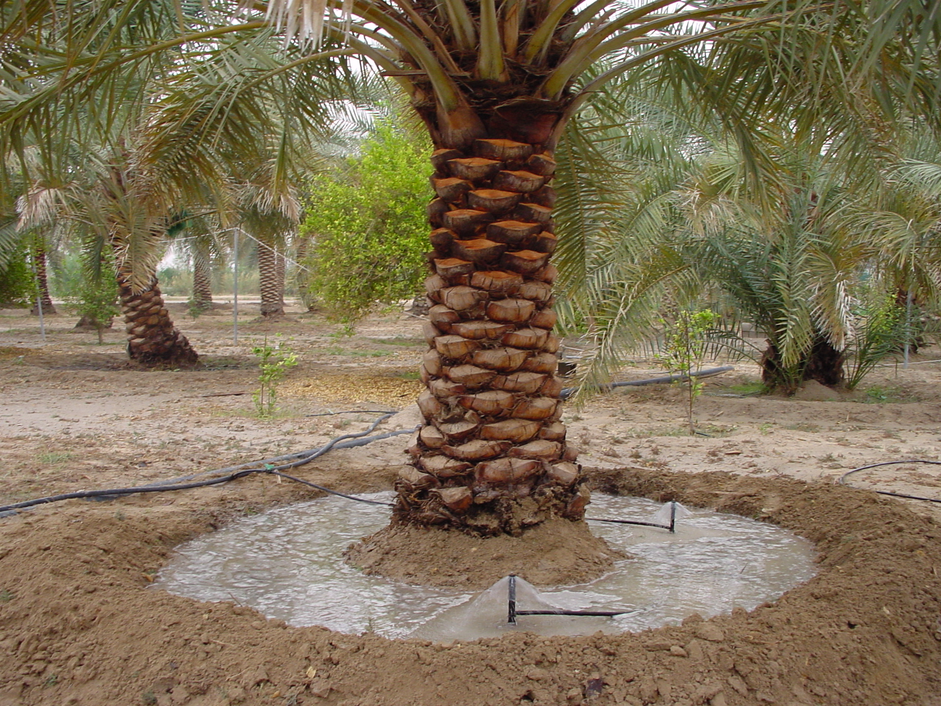 تفسير حلم قطف الرطب من النخلة