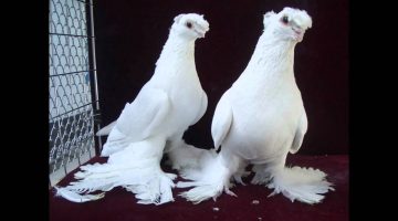 على ماذا يدل وجود الحمام على الشباك