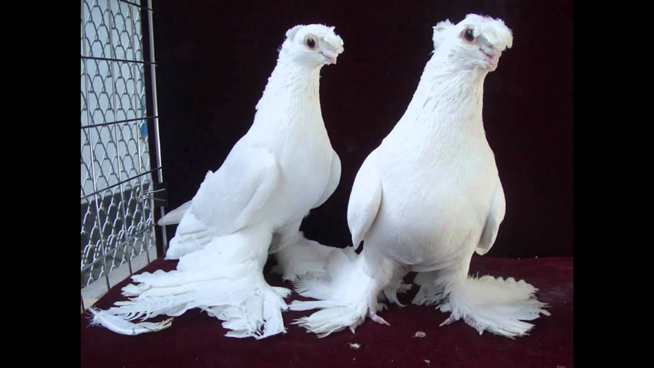 على ماذا يدل وجود الحمام على الشباك