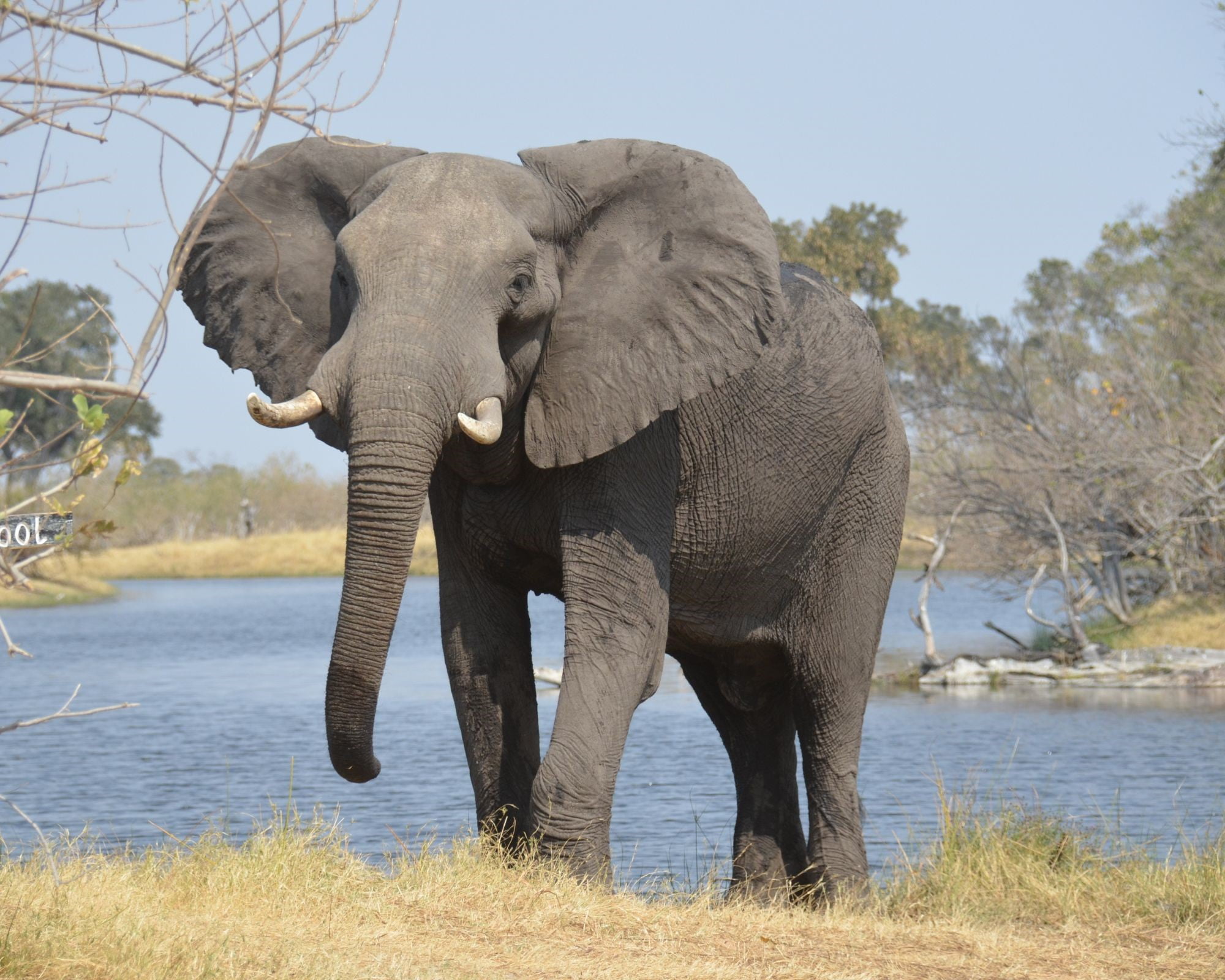 الخوف من الفيل في المنام للمتزوجة