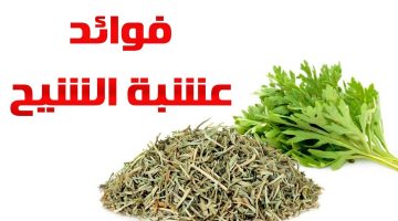 فوائد حرق الشيح في المنزل