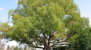 فوائد ورق الكافور للسحر