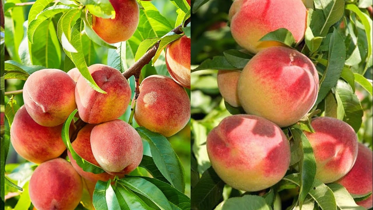 متى تثمر شجرة الخوخ