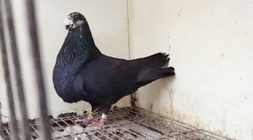 أفضل انواع الحمام للطيران