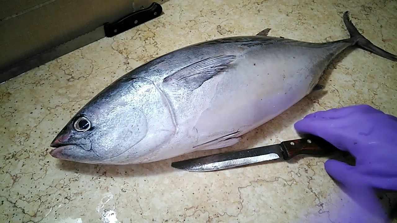 طريقة عمل سمك التونة