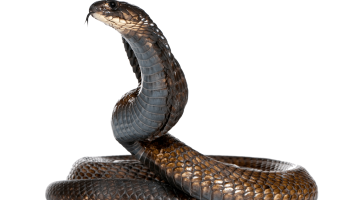 تفسير حلم ثعبان ملفوف على شخص