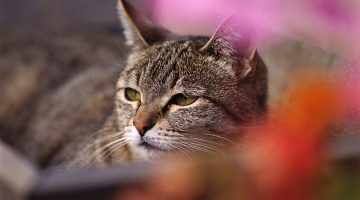 حل مشكلة تبرز القطط على السلم