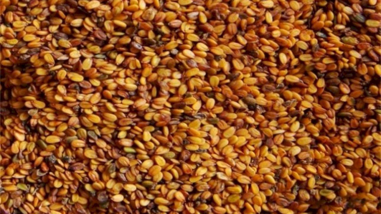 متى يؤكل الرشاد في النفاس