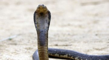 خروج الثعبان من البيت في المنام للمتزوجة