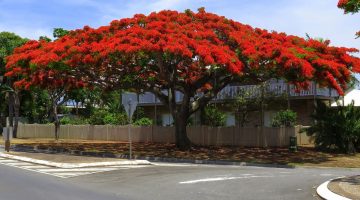 أنواع أشجار الظل في مصر