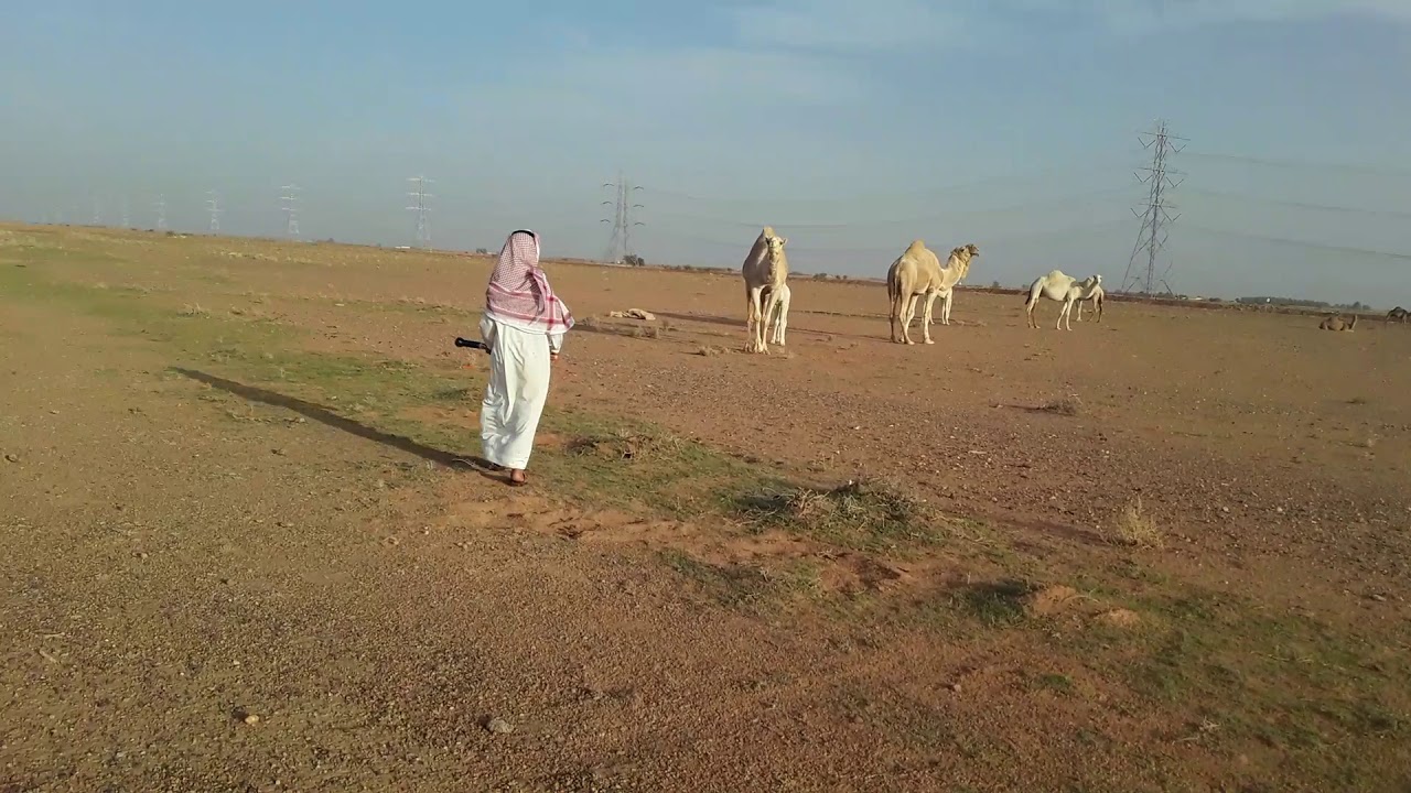 عبارات عن البدو قصيرة