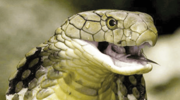 تفسير حلم رؤية الميت يقتل ثعبان