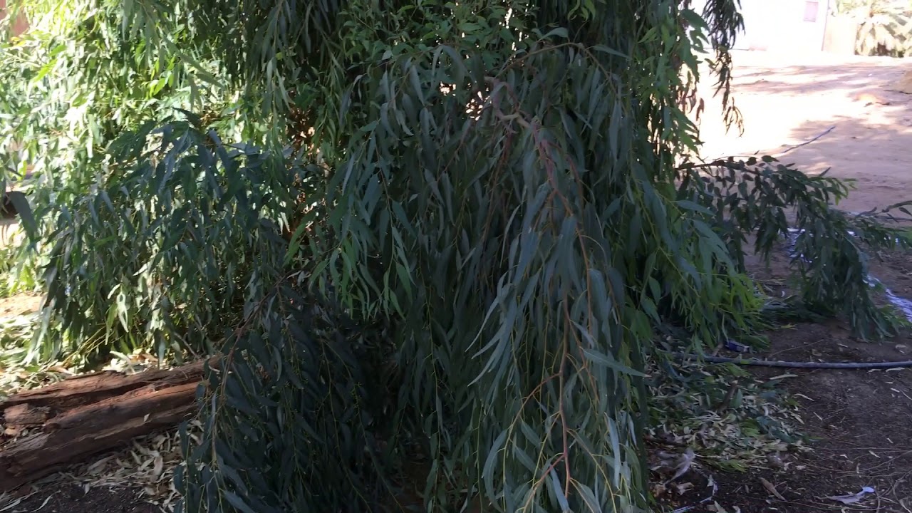 تجارب الكافور للرجال