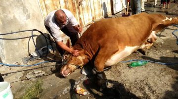 تفسير حلم ذبح عجل سمين