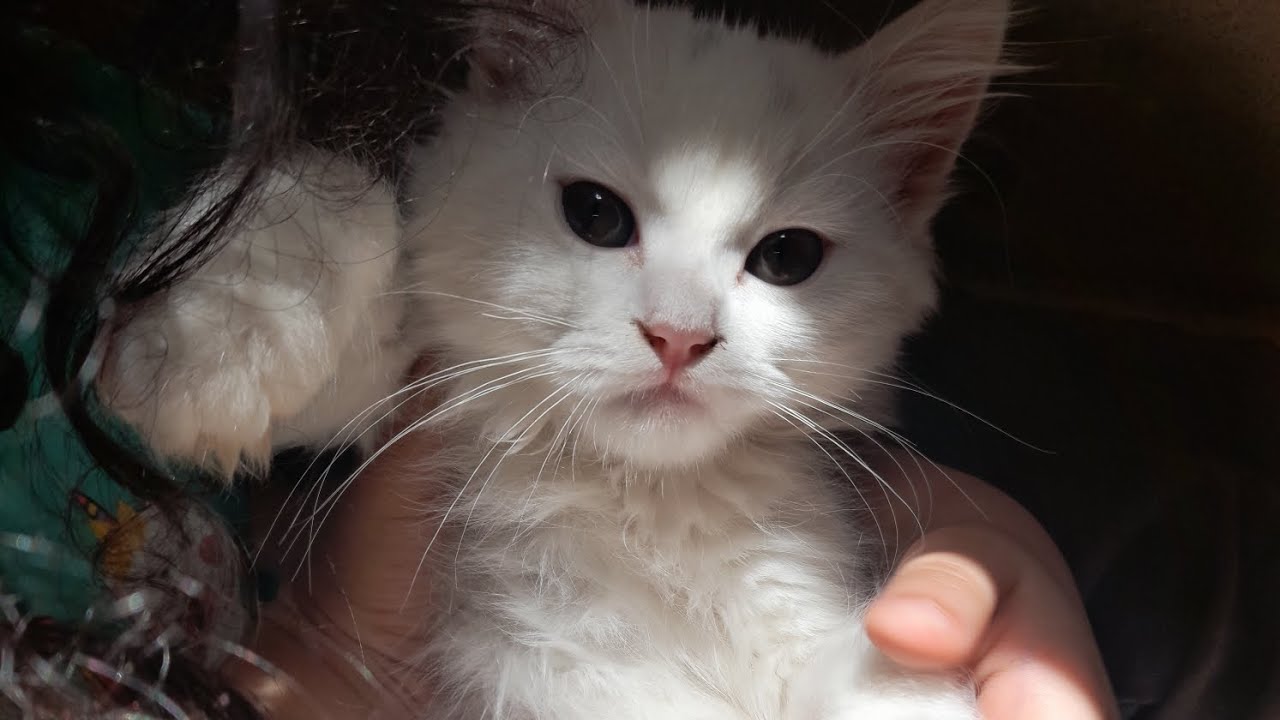 كيف أخلي قطتي تنام بحضني