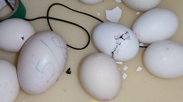 مدة تفقيس بيض الدجاج في الشتاء