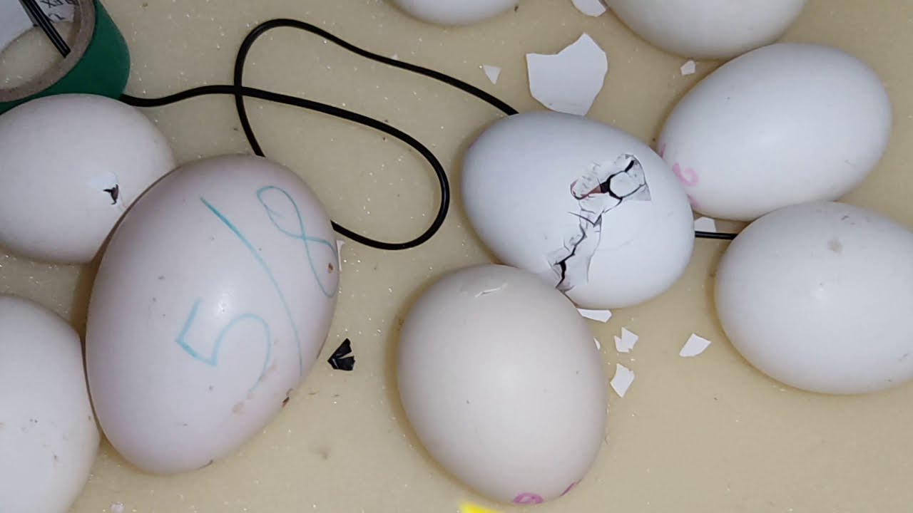 مدة تفقيس بيض الدجاج في الشتاء