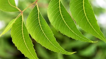 أسماء شجرة النيم في السعودية 