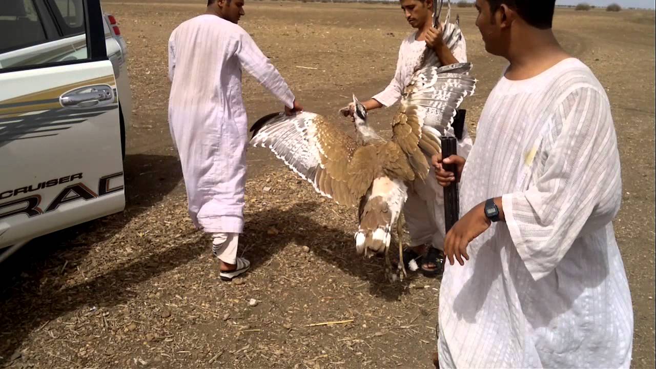لماذا سمي الرشايدة بهتيم