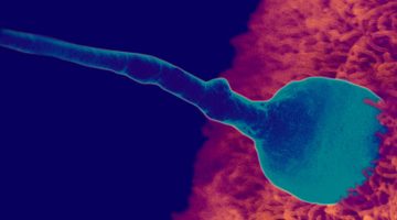 معرفة نوع الجنين من شكل اليد