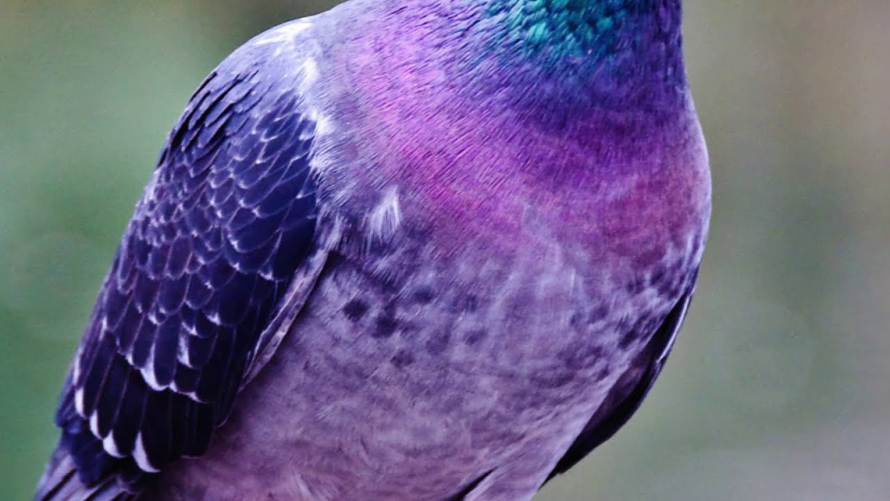 تفسير حلم الحمام الصغير في العش