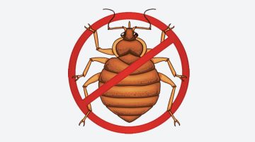 كيف تقتل بيض البق