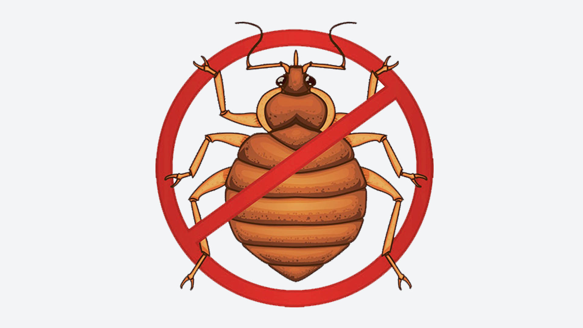 كيف تقتل بيض البق