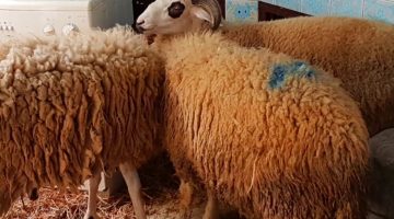 دعاء قبل ذبح أضحية العيد