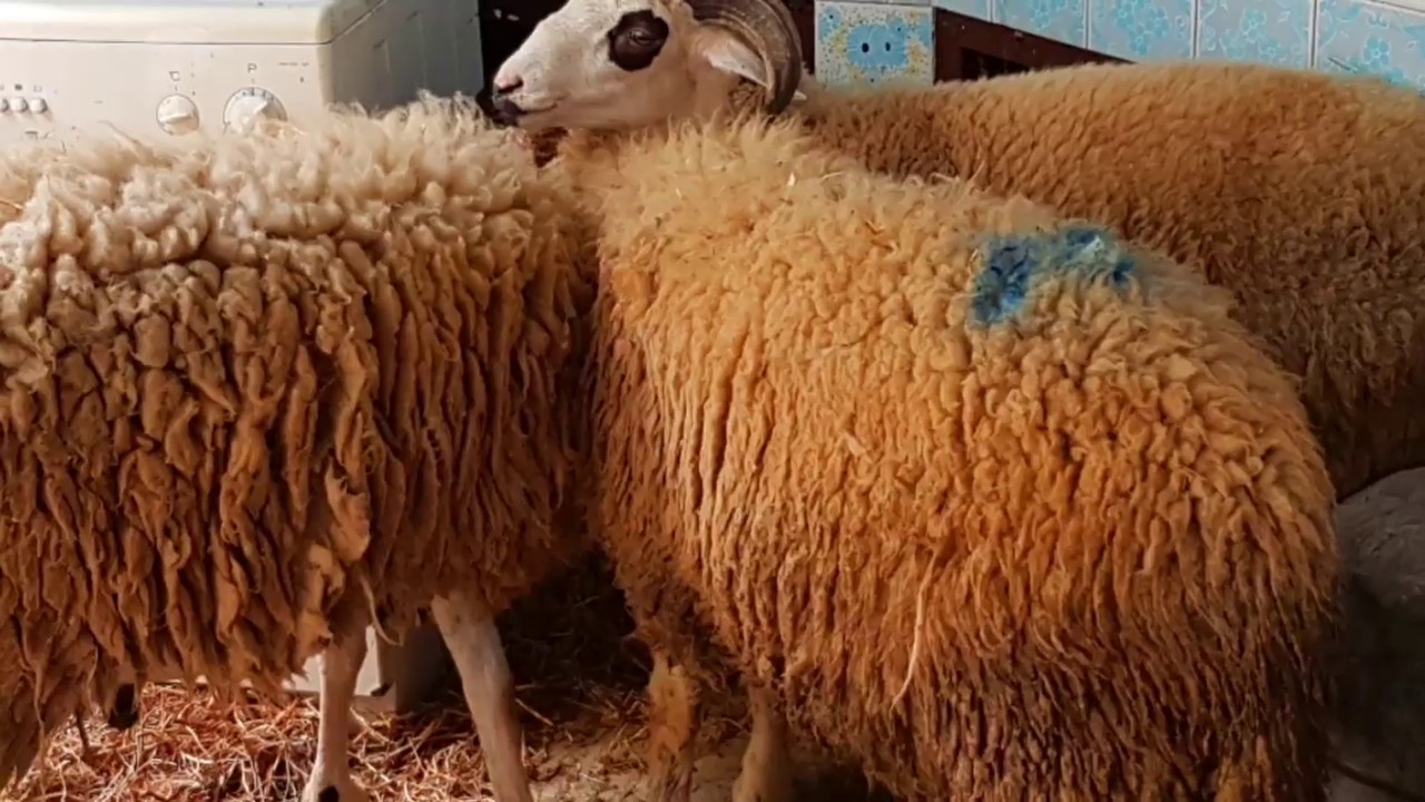 دعاء قبل ذبح أضحية العيد