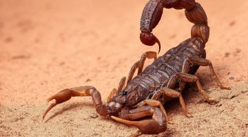 تفسير حلم لدغة العقرب في اليد اليمنى