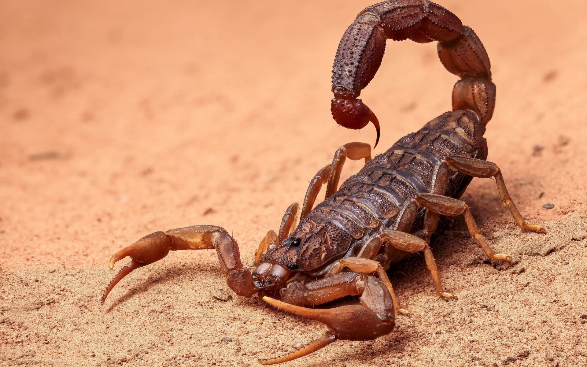 تفسير حلم لدغة العقرب في اليد اليمنى