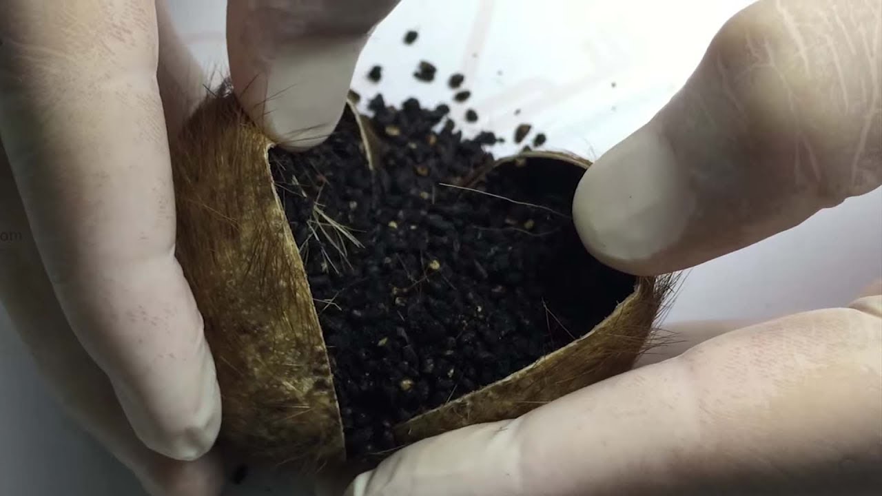 تجربتي مع المسك الأسود للسحر