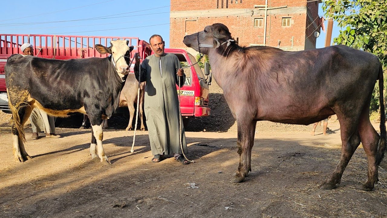 الفرق بين البقر والجاموس