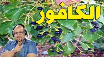 طريقة استخدام الكافور لتقليل الشهوة