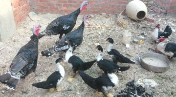 هل إطعام الطيور صدقة جارية